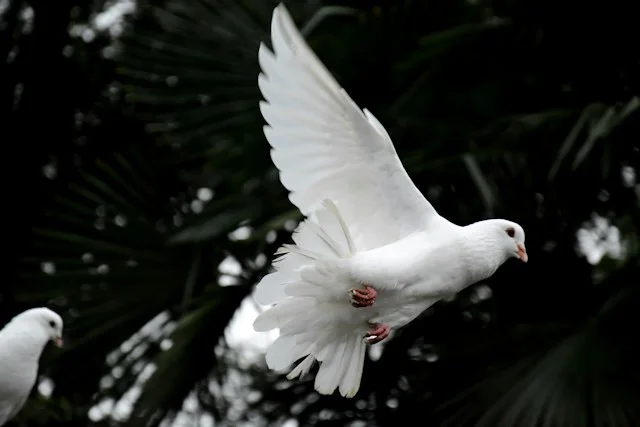 White Dove Taking Off